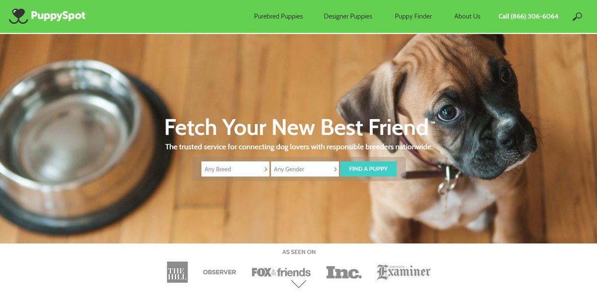 Where to find and buy a dog online? Best options in 1 place Wuuff Blog