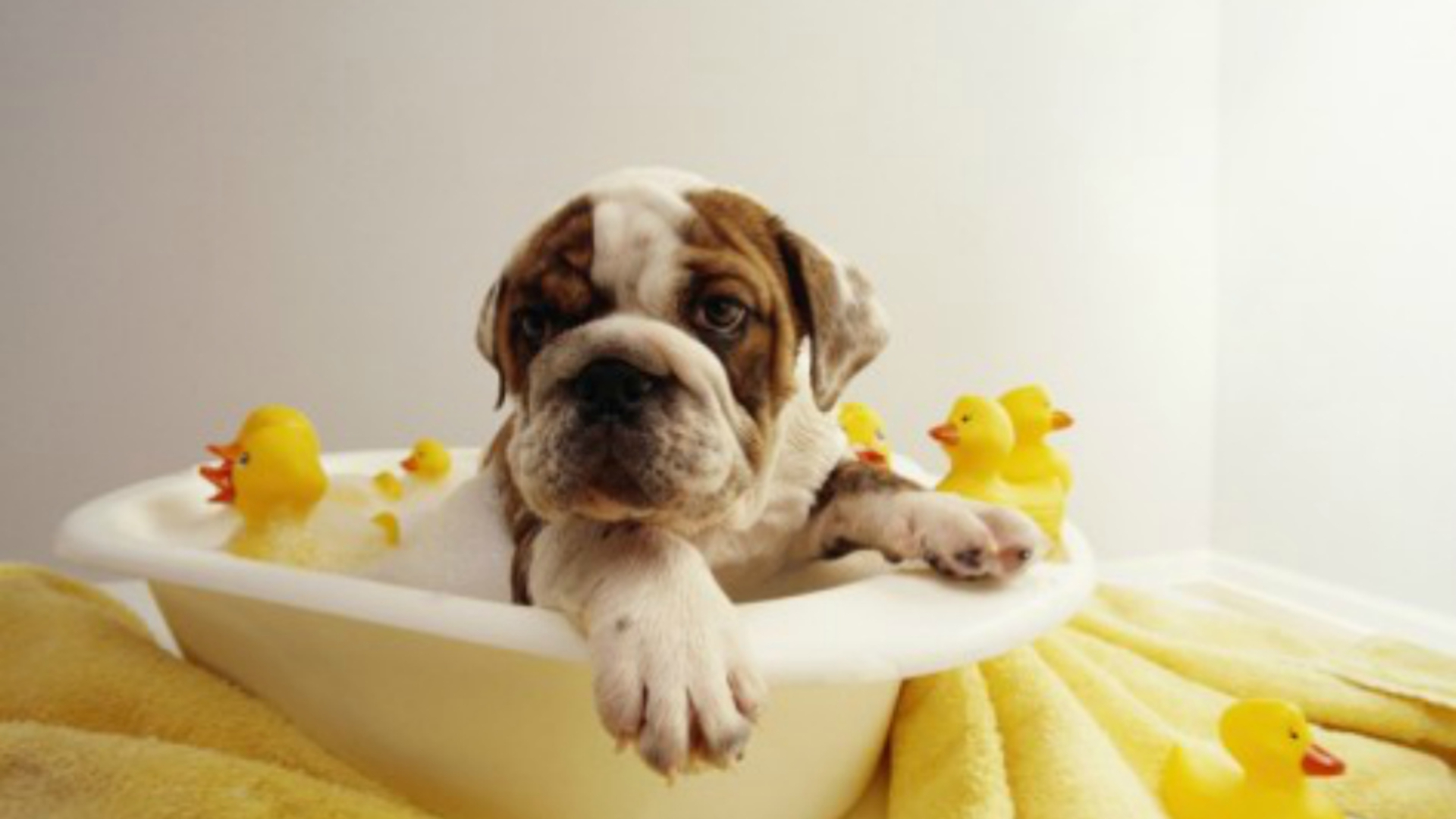 Angol bulldog fürdés közben