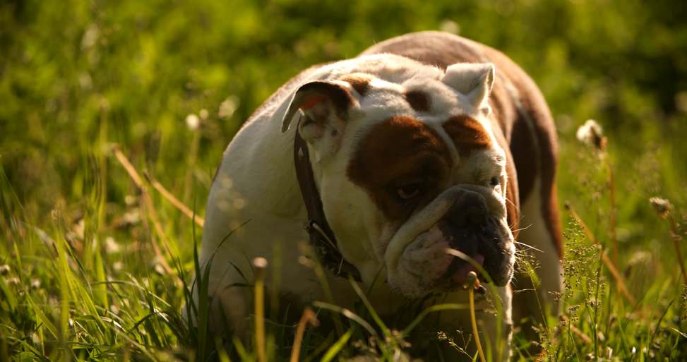 angol bulldog ízületi betegség