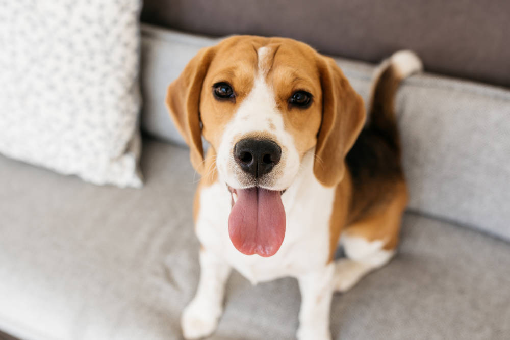 Egy boldog beagle