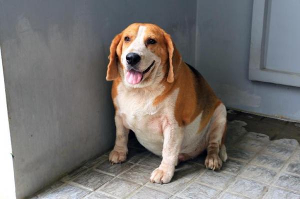 kövér beagle