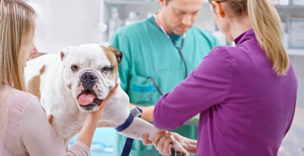 angol bulldog ízületi betegség hogyan kell gyógyítani a nyaki gerincet